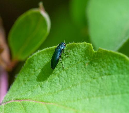 Réf. 282 324 : Agrilus cyanescens